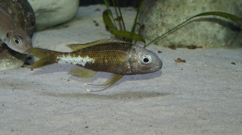 Ophthalmotilapia ventralis 'Kapampa'
